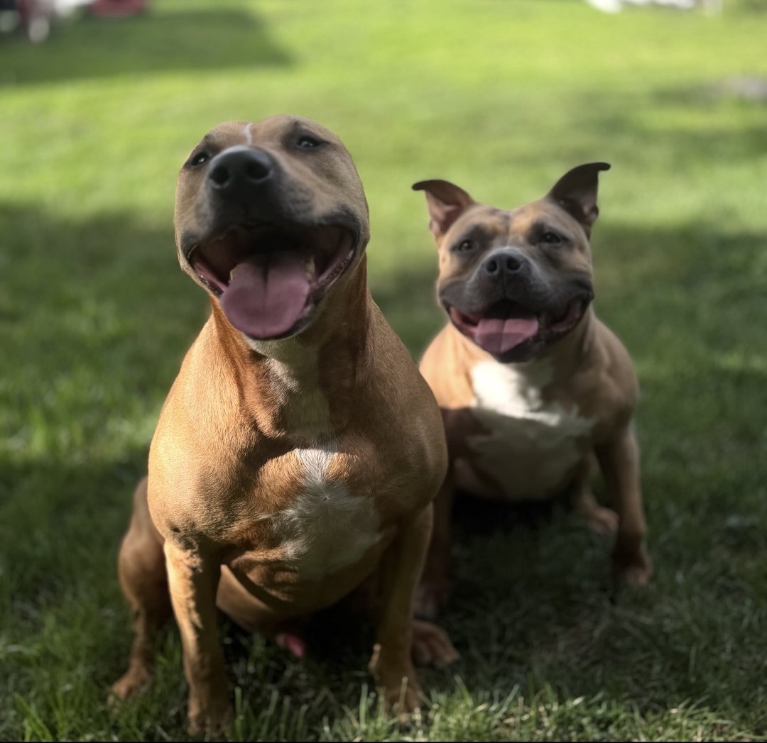 Just a couple of happy dogs!