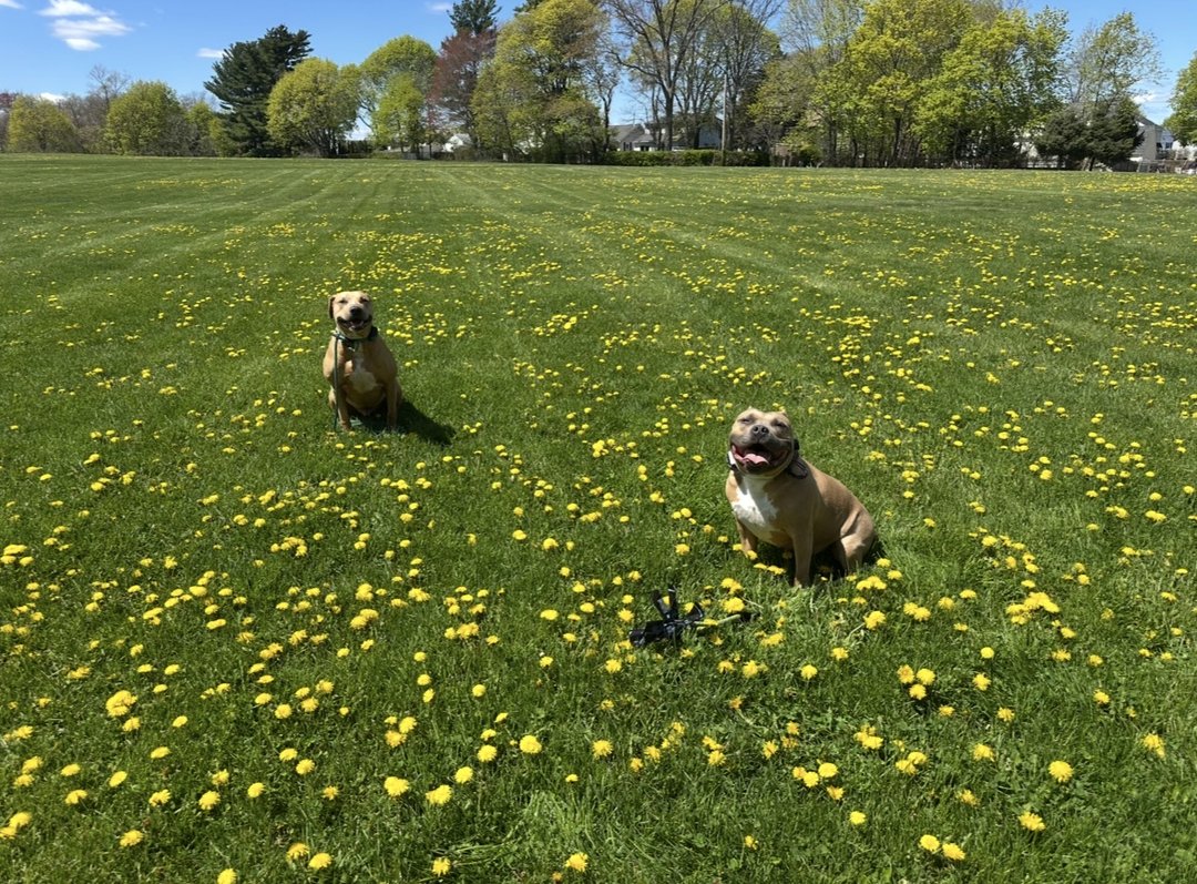 Joey and Jewel love Spring days!