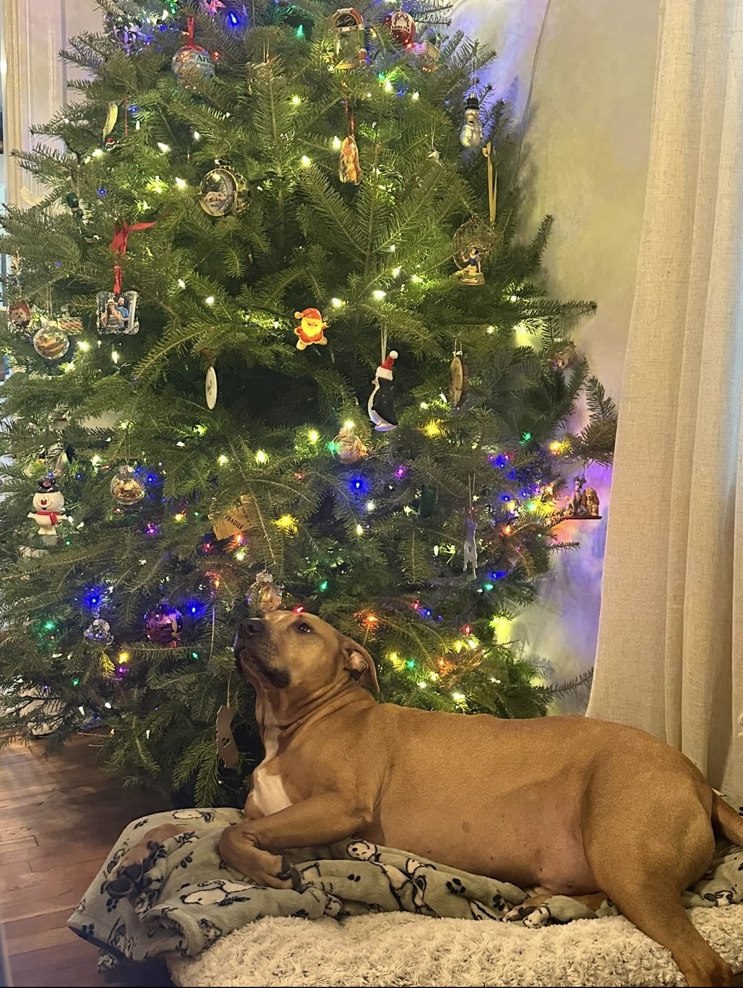 Joey LOVES Christmas trees!🎄 🐶