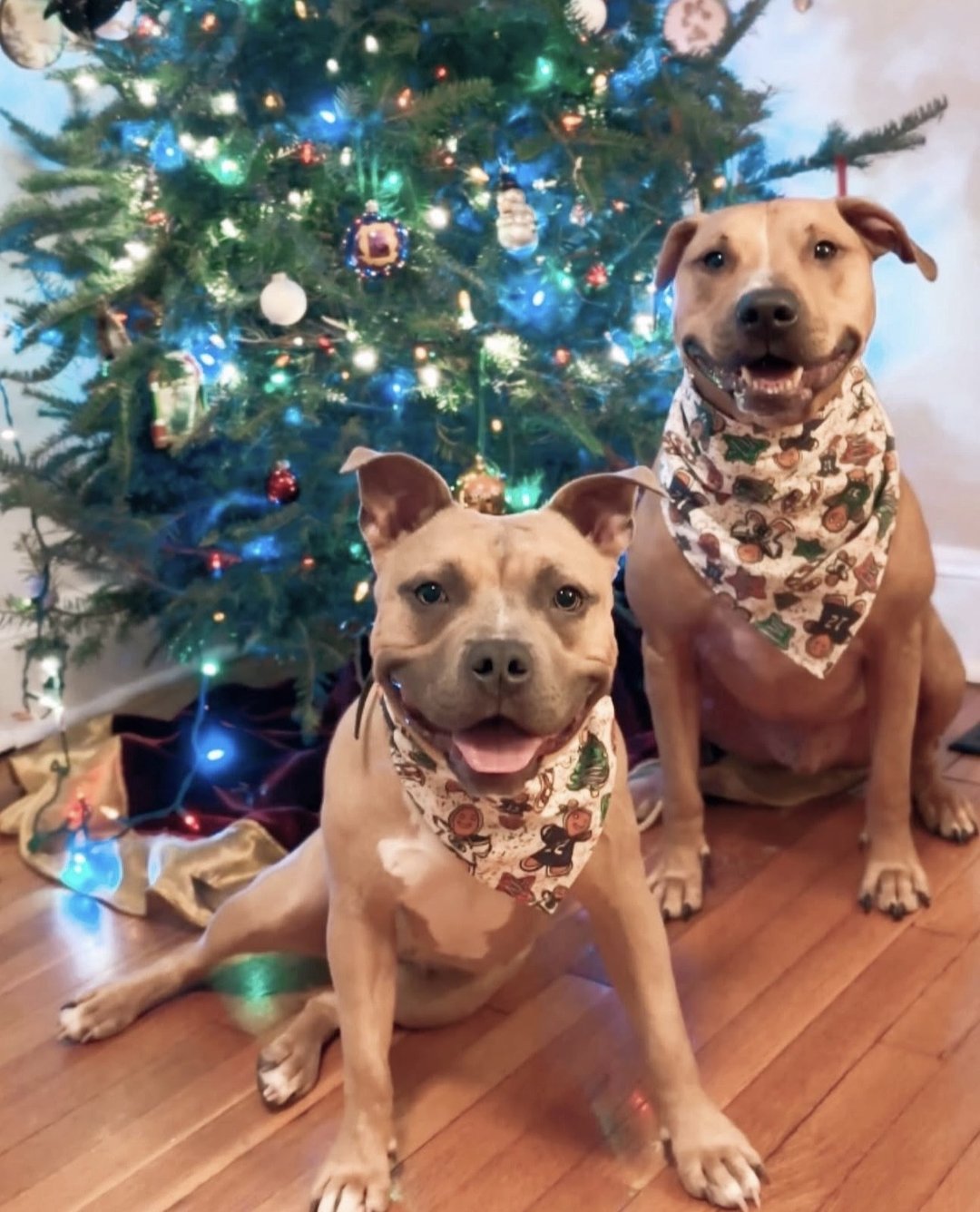 Jewel’s first Christmas at home!