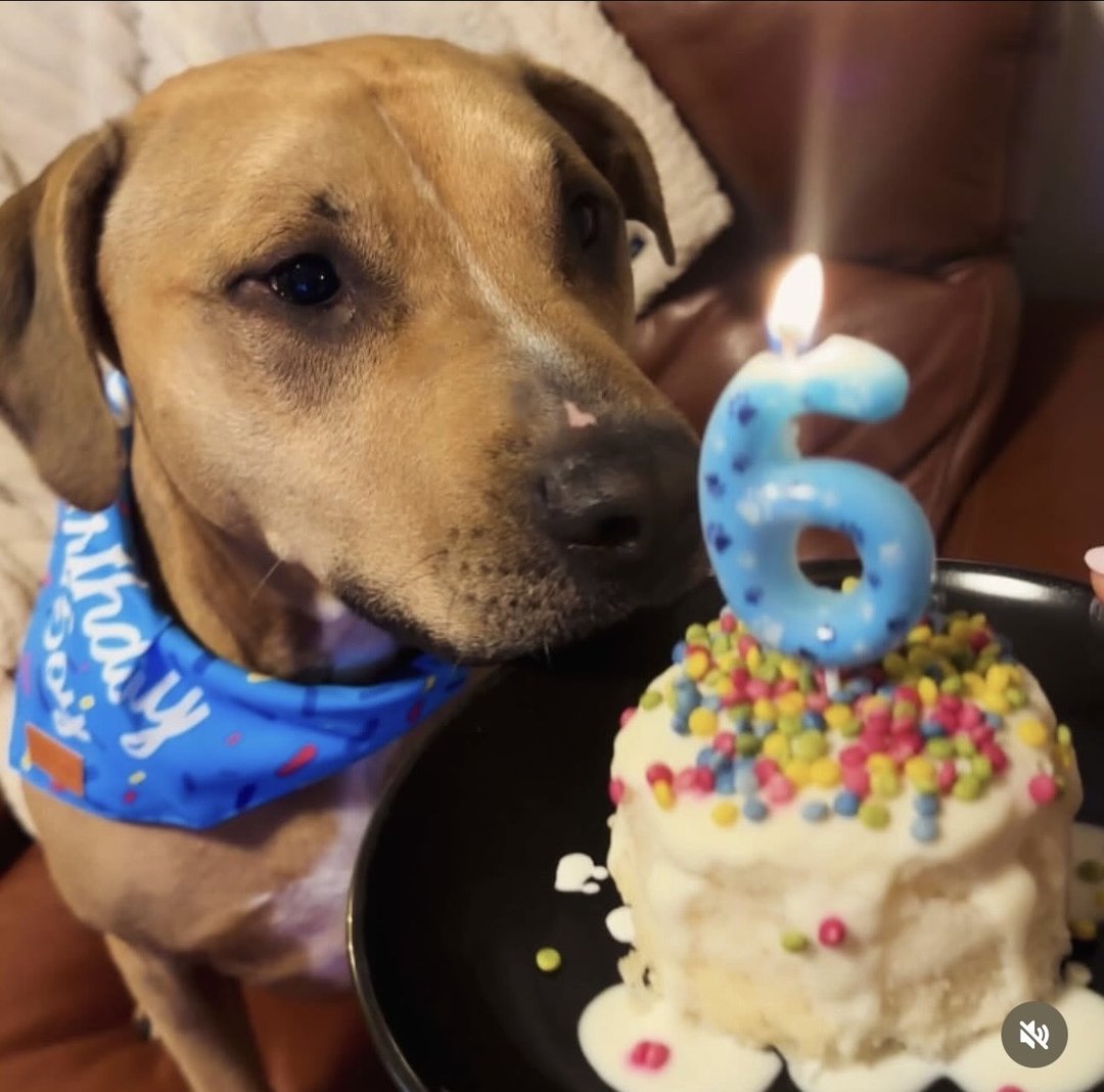 That time Joey turned 6! 🎂 ❤️ 🤤 🥳