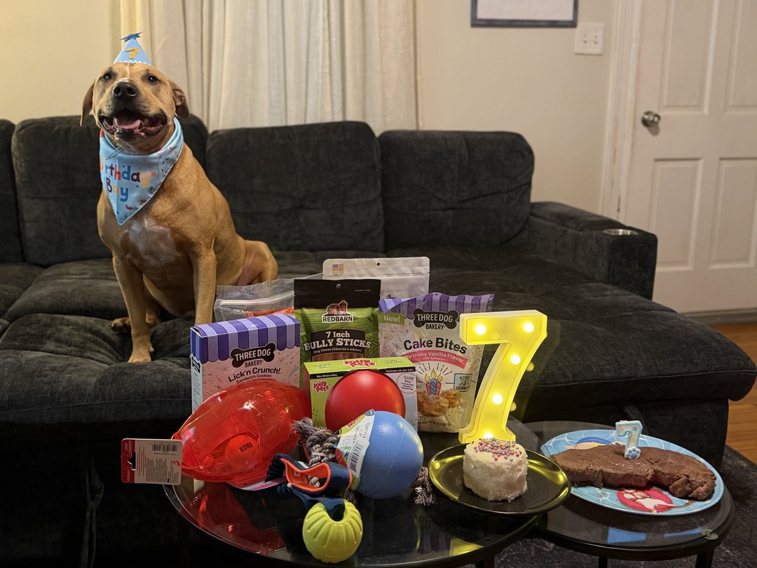 Happy 7th Birthday to my Joey boy. 💚🎂🐾
